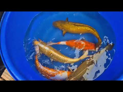 21" (52cm) Male Yoshikigoi Chagoi - Y2205D