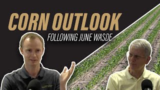 Corn Outlook Update Following USDA's June WASDE Report