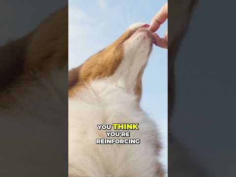 What Your Dog Is Actually Learning During Training