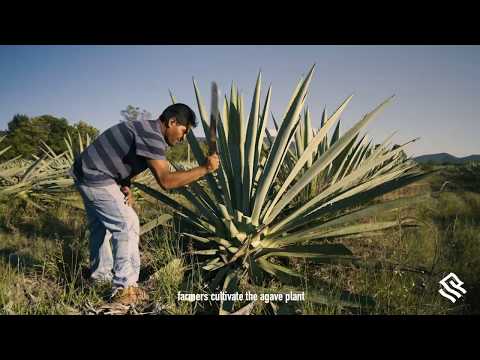 Video: Mezcal Dan Keajaiban Oaxaca, Meksiko - Perjalanan