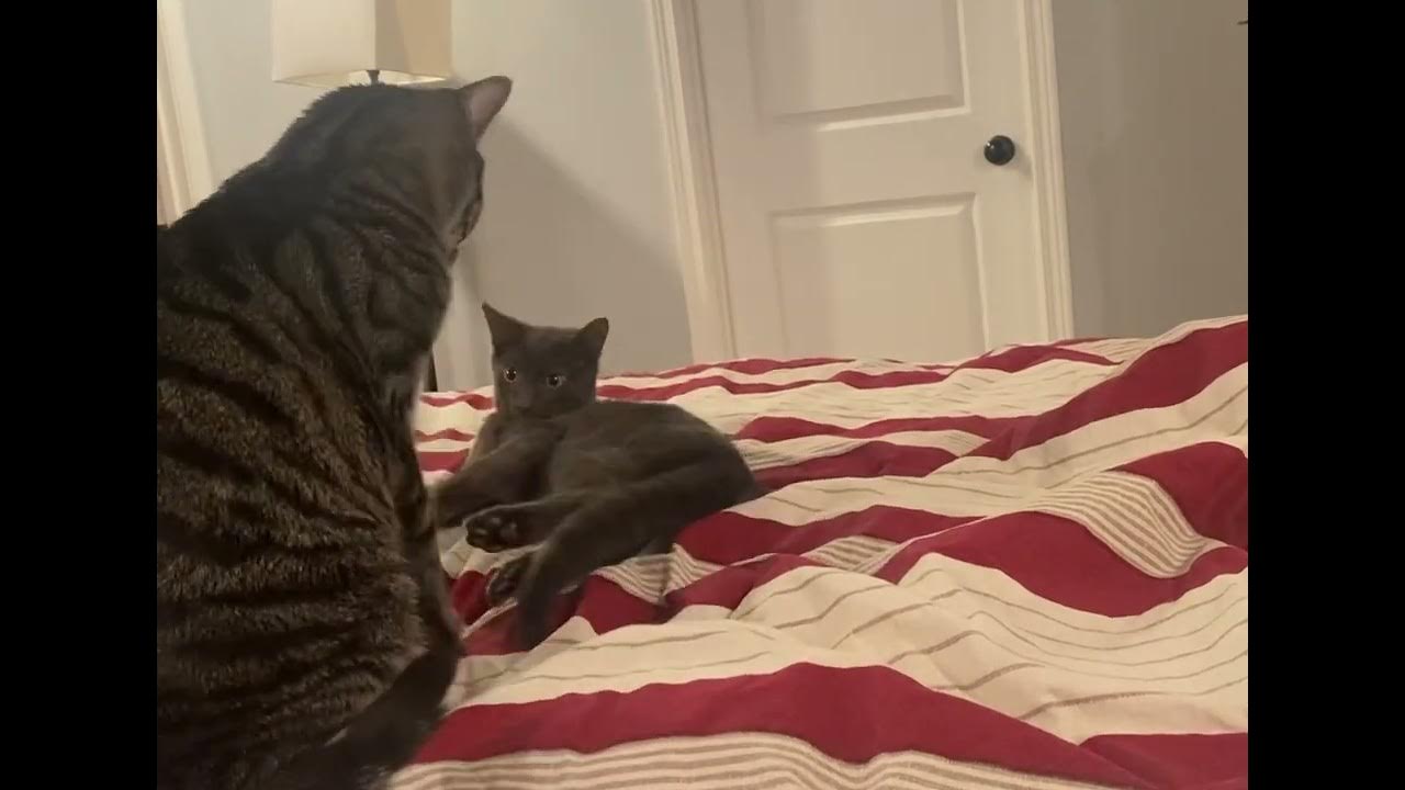 Big Cat VS Small Kitten YouTube