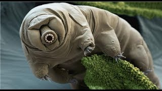 【衝撃】実在する不死の動物7選