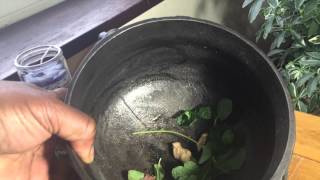 Cauldron Magick, Good luck Spell