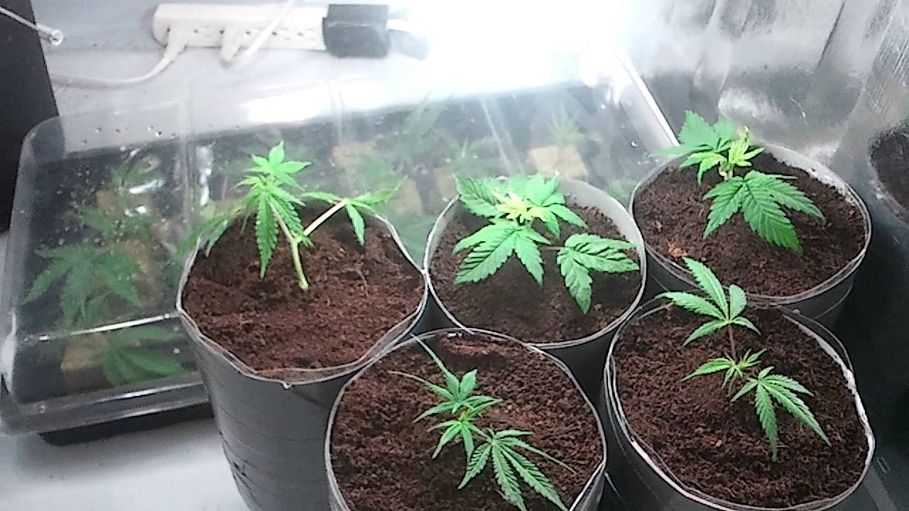 McDoobs Is Switching It Up!