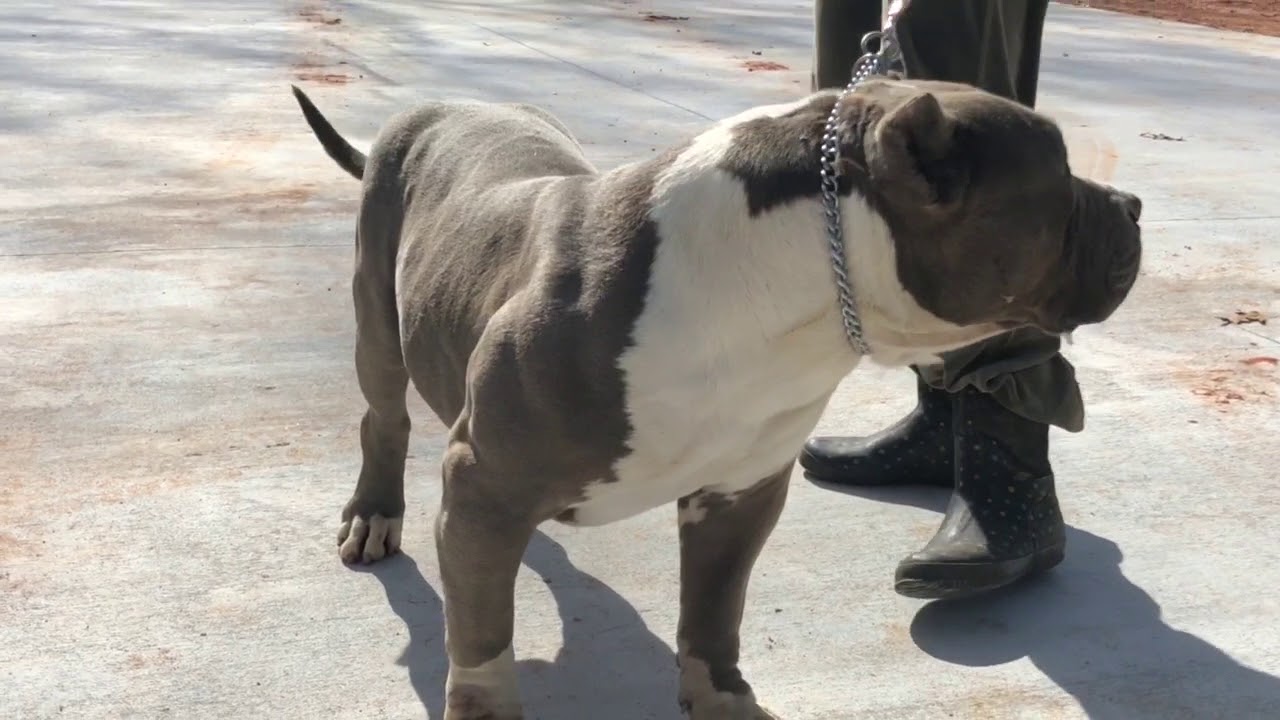 extreme bully - extreme american bully CrumpsBullies Scarface 2/3/18