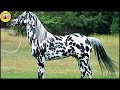 Die 10 unglaublichsten Pferderassen der Welt