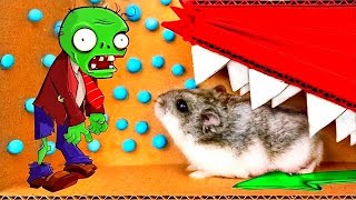 🐹🧟ZOMBIE Hamster Maze with Traps 😱[OBSTACLE COURSE]😱 + BONUS