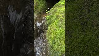 Mossy Stream Over Stone | Real Nature,No Talking 19 #forestsounds #healingnature #deepforest