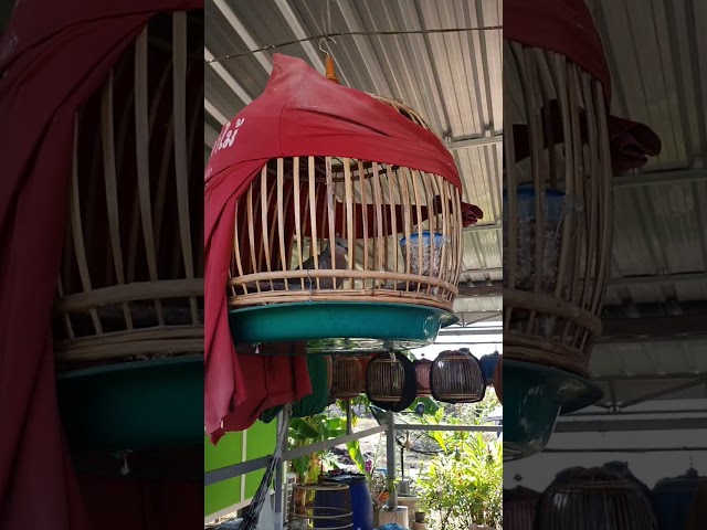 ชมนกในค่ายผมกันครับ087-8008973