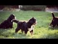 58+ 4K UHD Bernese Mountain Dog Chubby Adorable Dog Decor