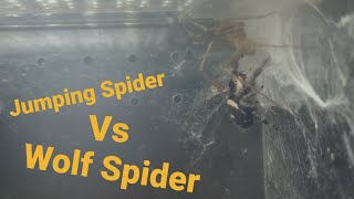 Jumping Spider VS Wolf Spider