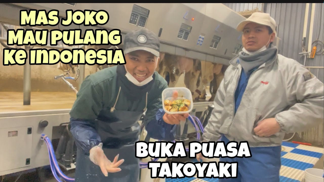 MAS JOKO MAU PULANG INDONESIA SAYA GANTIIN KERJAANNYA ‼️tki Jepang peternakan sapi perah