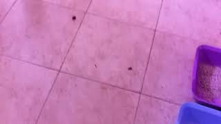ГРЯЗЬ В КВАРТИРЕ