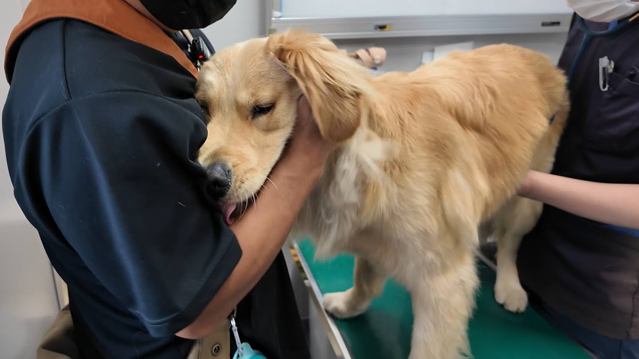 ゴールデンレトリバー The risk of ligament damage increases. Be careful from now on