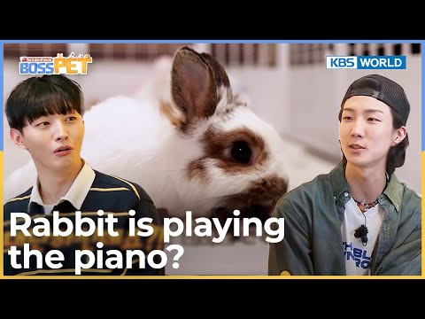 Rabbit is playing the <strong>piano</strong>? [Boss Pet : EP.11-2] | KBS WORLD <strong>TV</strong> 221007