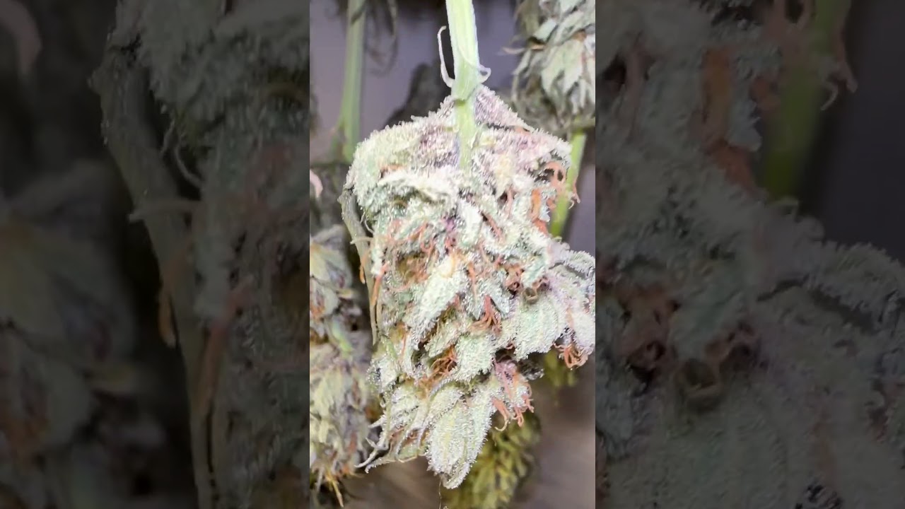 OGKush StrawberryCheese grown with  Growdots 