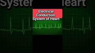 Electrical Conduction System of Heart