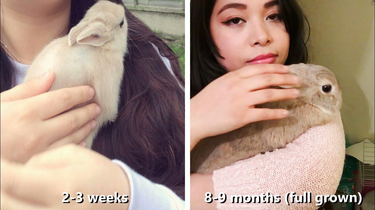 Full Grown vs Baby Bunny Netherland Dwarf Rabbit Size Compare YouTube