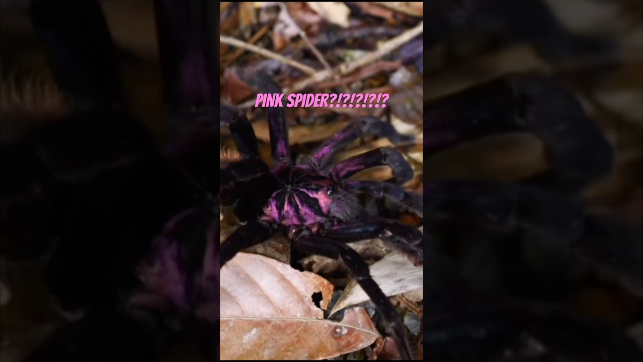 IT'S A PINK SPIDER!?!?!?!? - YouTube