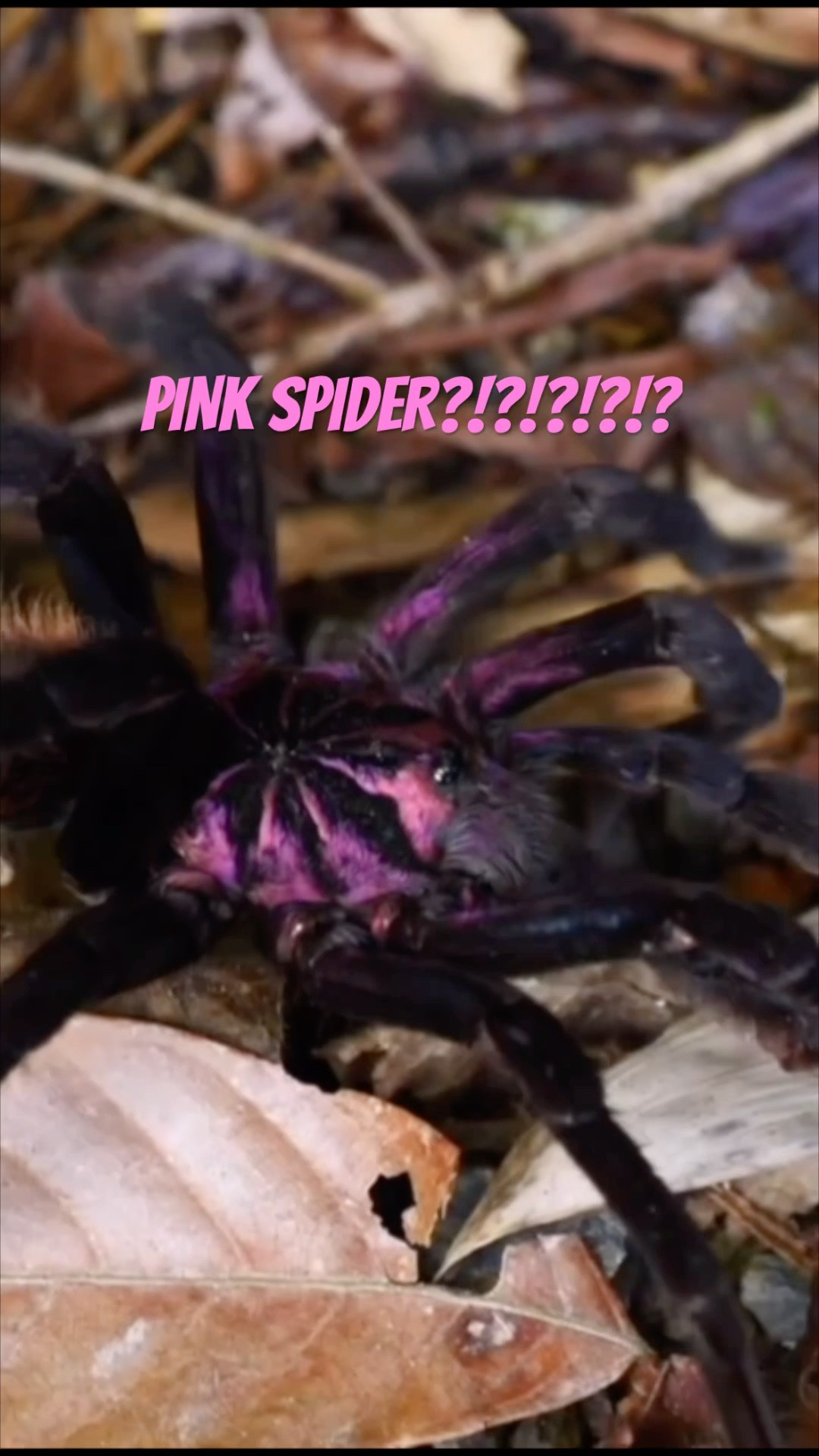 IT'S A PINK SPIDER!?!?!?!? - YouTube