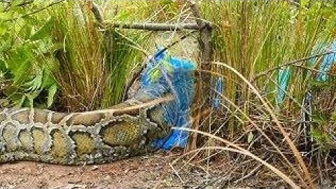 Amazing Quick Deep Hole Snake Trap   Bird For Snake Feed   How To Using Easy Mak