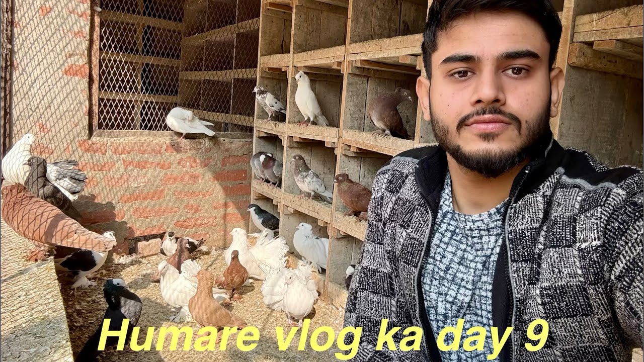 हमारे garden वाले loft का vlog ka day 9 … or is loft ka breeding progress