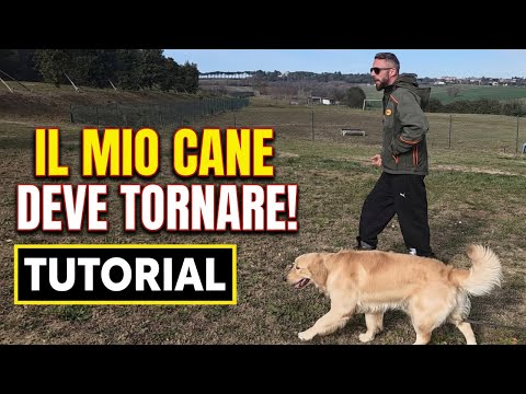 IL CANE NON TORNA AL RICHIAMO? Ecco perché ti ignora 🚨 TUTORIAL con i 3 passaggi che cambiano tutto