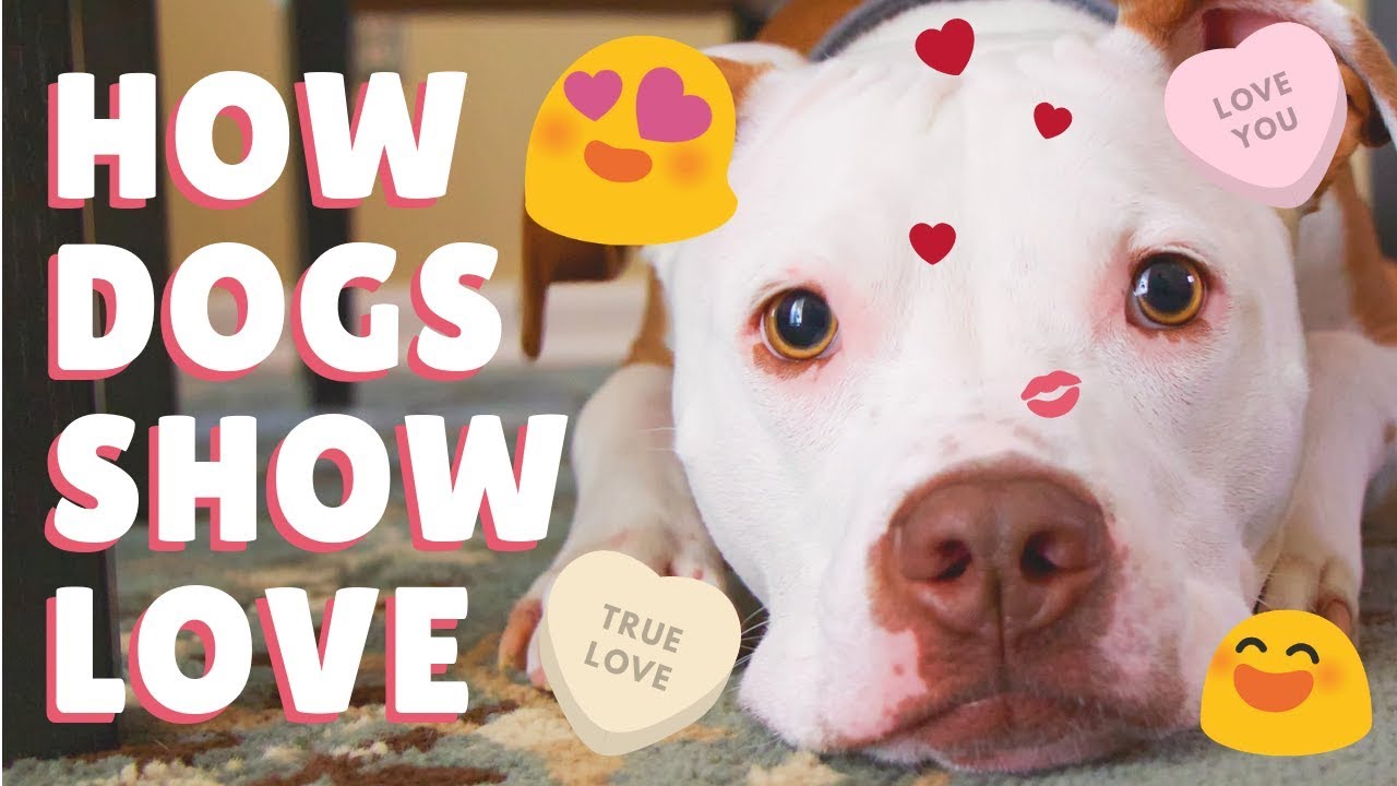 How Dogs Show Love YouTube