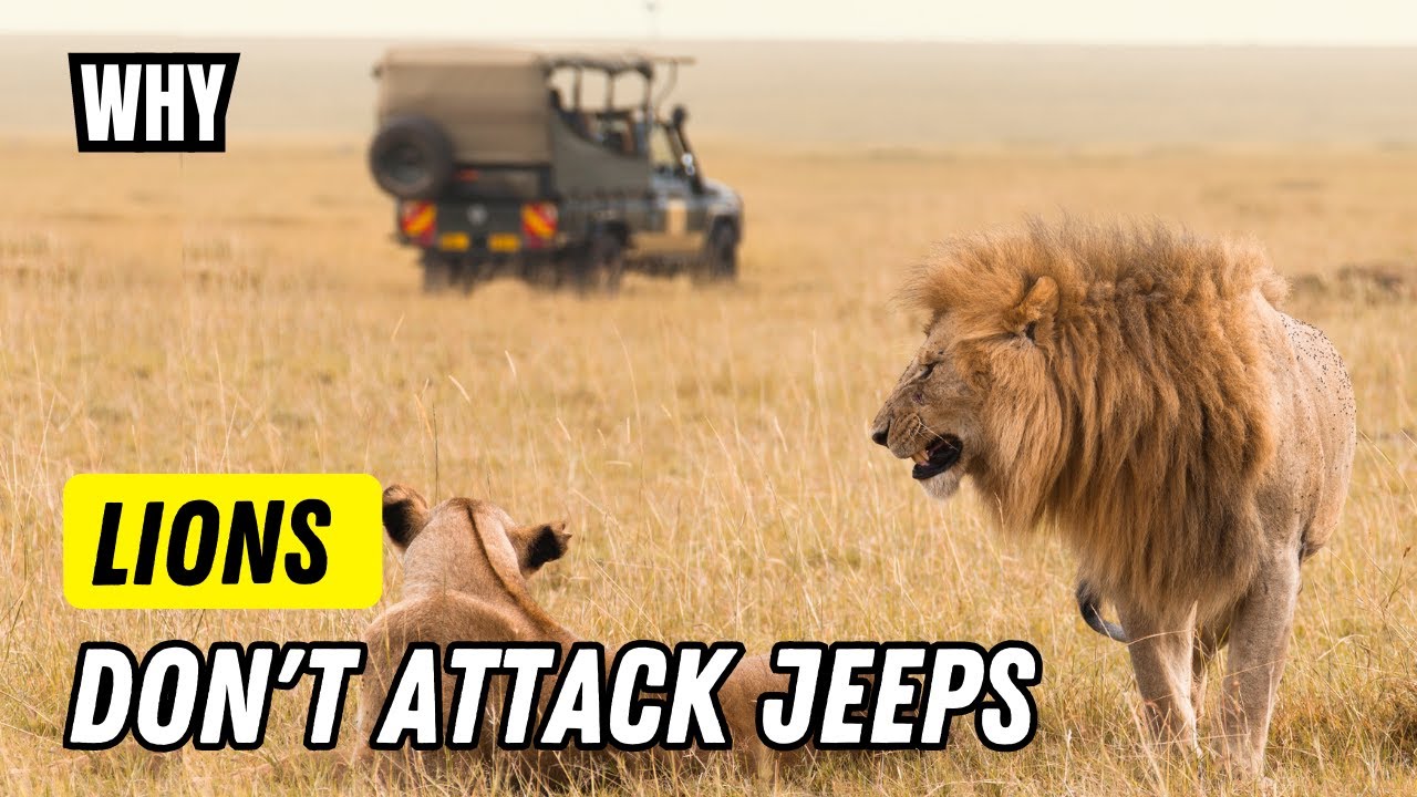 do lions attack safari jeeps