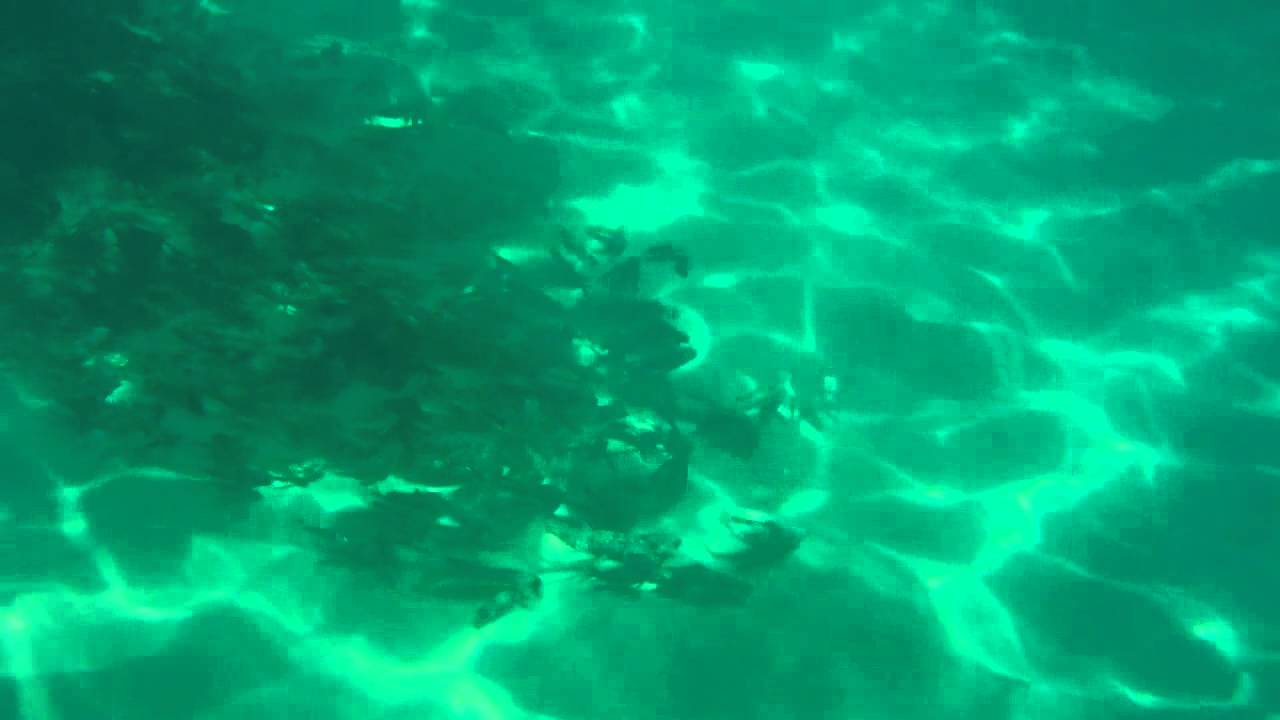 NO FUNDO DO MAR DE IPANEMA