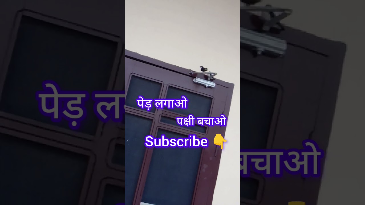 चिड़िया 