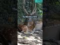 Explore Central Park Zoo: NYC’s Hidden Animal Adventure in the City