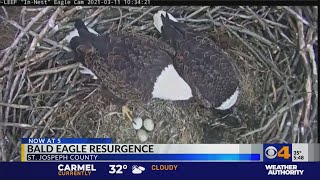 Bald eagle resurgence in northern Indiana