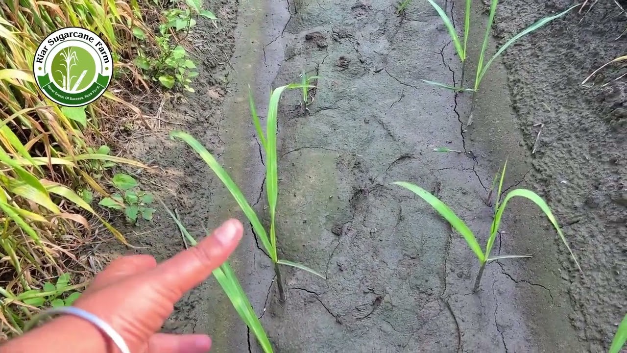 Wheat and sugarcane #riar_sugarcane_farm