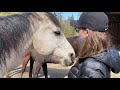 Healing for Angry, Brutalized Horse Part 1 - Pranic Healing