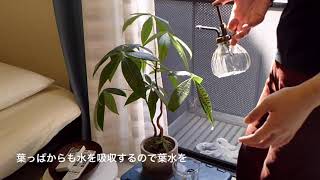 パキラのいる生活