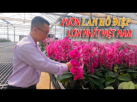 Video Chia sẻ cách chăm sóc Lan Hồ Điệp | Kỹ thuật trồng Lan... - youtube