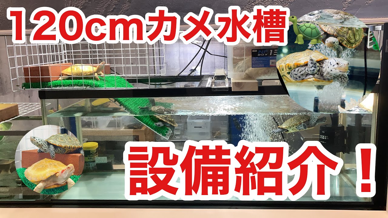 大型カメ水槽の濾過、陸地、温度など紹介！