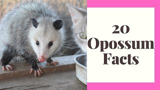 Awesome Possum! Amazing Facts & Our Logo story
