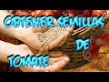 Como Conseguir Semilla De : Tomate || Semillas Organicas || La Huertina De Toni