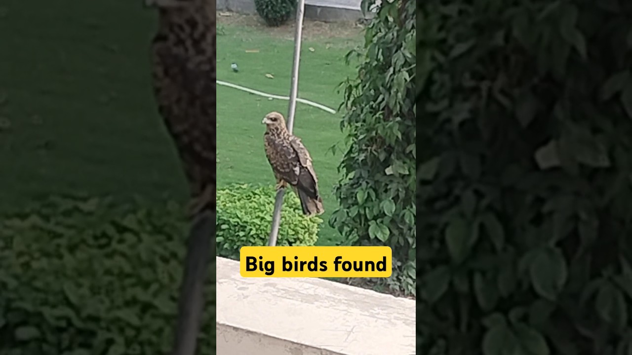 Big Bird found 😨 