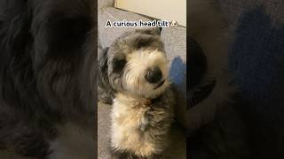 Old english sheepdog adorable head tilt❤ #dog #sheepdog #cutepuppy #puppy #oldenglishsheepdog #cute