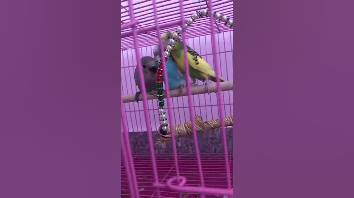 Love birds 🐦 playing hide and seek