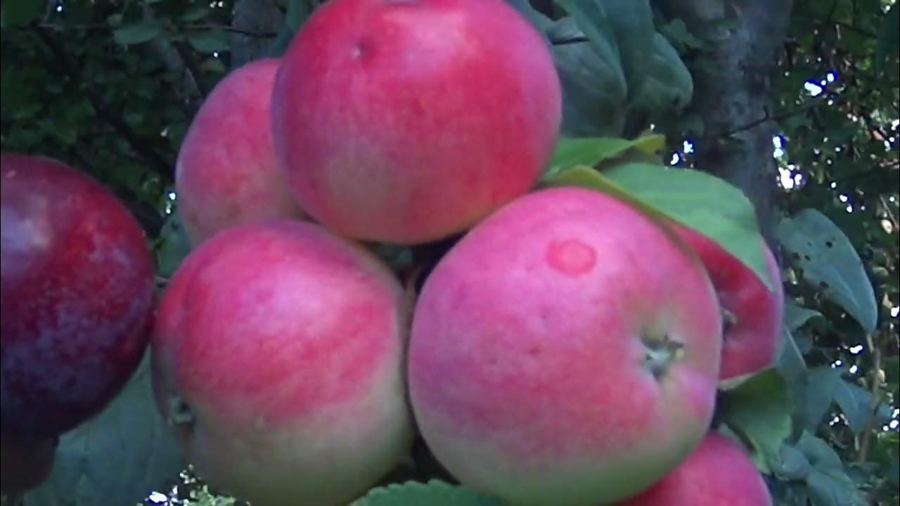 слива сувенир востока в сибири - YouTube