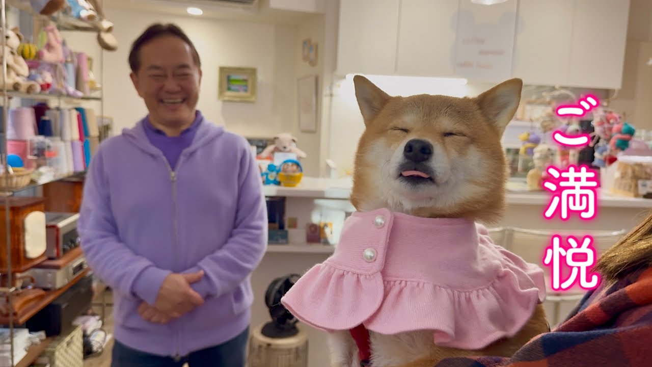 This adorable Shiba Inu comes to pick up the cape he ordered and