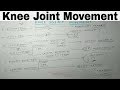 Knee Joint Movement