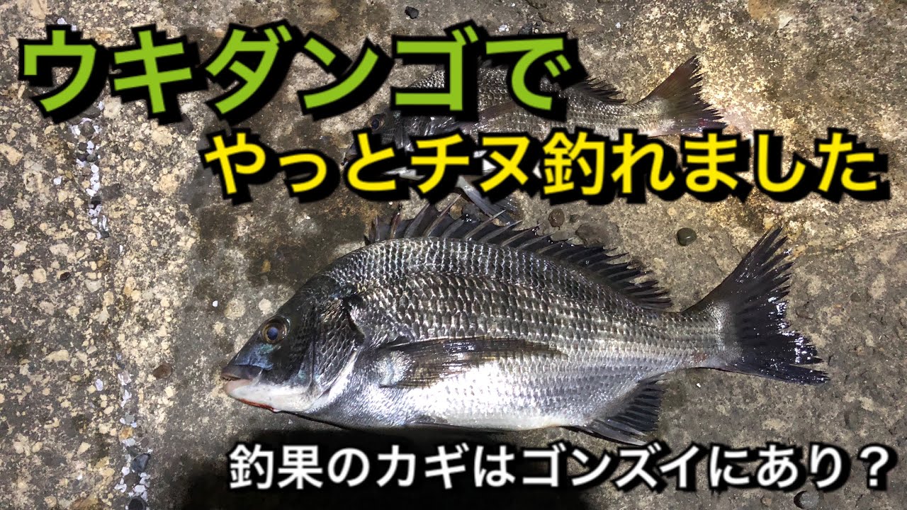 チヌ釣り 11月 ウキ無しダンゴ釣り 餌取り地獄の中でも何とか釣りました Youtube