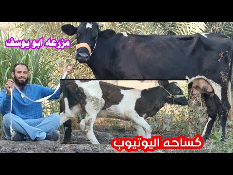 مزرعه ابو يوسف افضل بقره خليط ومعاها عجل هديه بسعر منافس جدا لاي مربي