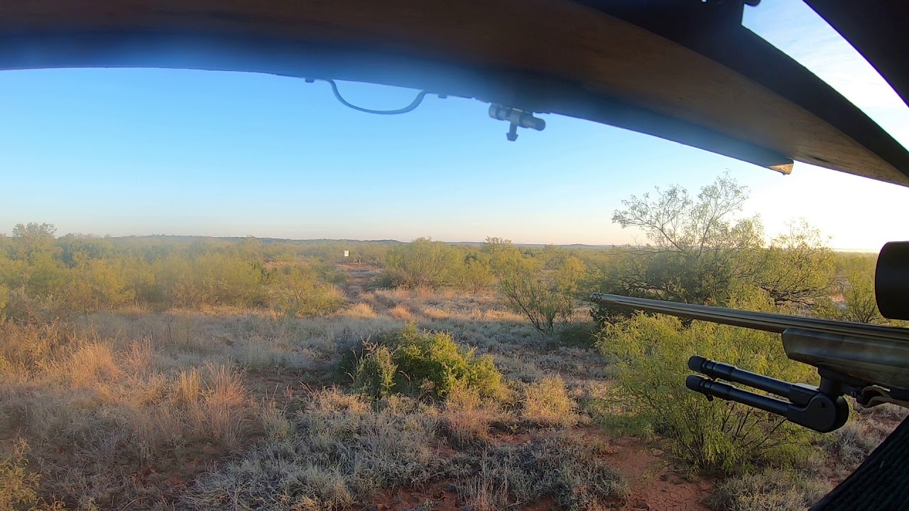 Blue goose ranch whitetail - YouTube