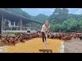 How To Treat 2000 Adult Chickens Chickens Have Enteritis 